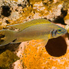 SmugMug > all-time keyword > aquarium > Male Neolamprologus pulcher "Daffodil Kambwimba F1". Native to lake Tanganyika, Africa. This image was made in one of my aquariums.